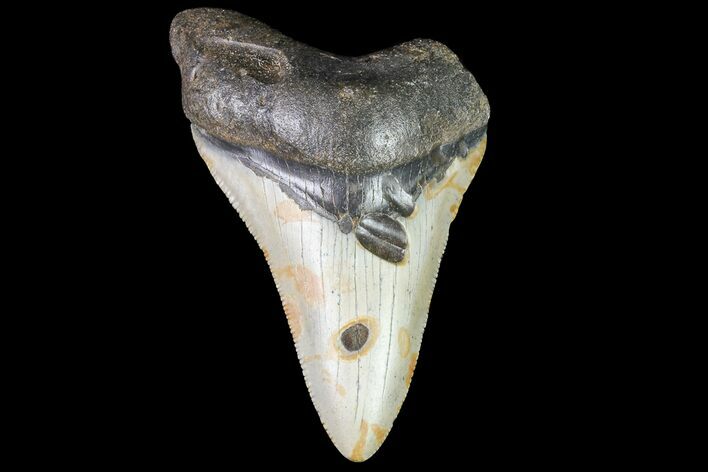 Bargain, Megalodon Tooth - North Carolina #76317